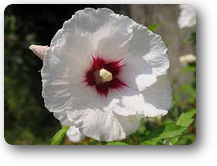 ハイビスカスローゼルの花